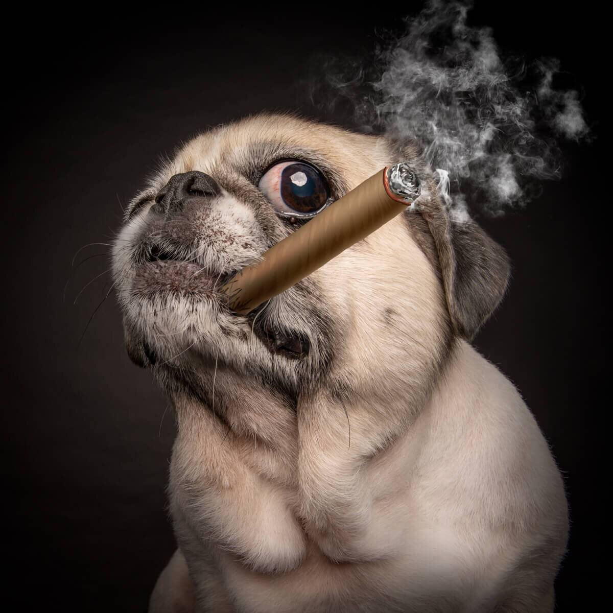 Award-winning pet portrait by Magicdow Photography Singapore