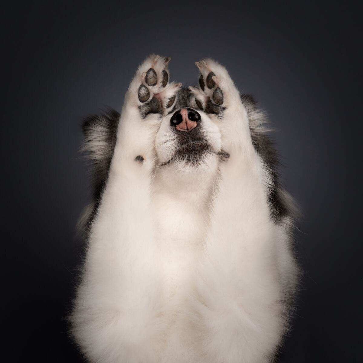 Studio pet portrait by Bernard Sim, Magicdow Photography