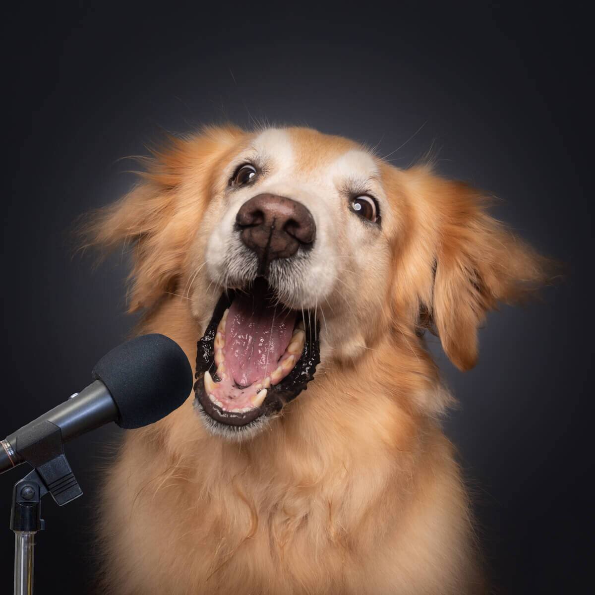Golden retriever, studio session, by Magicdow Photography Singapore