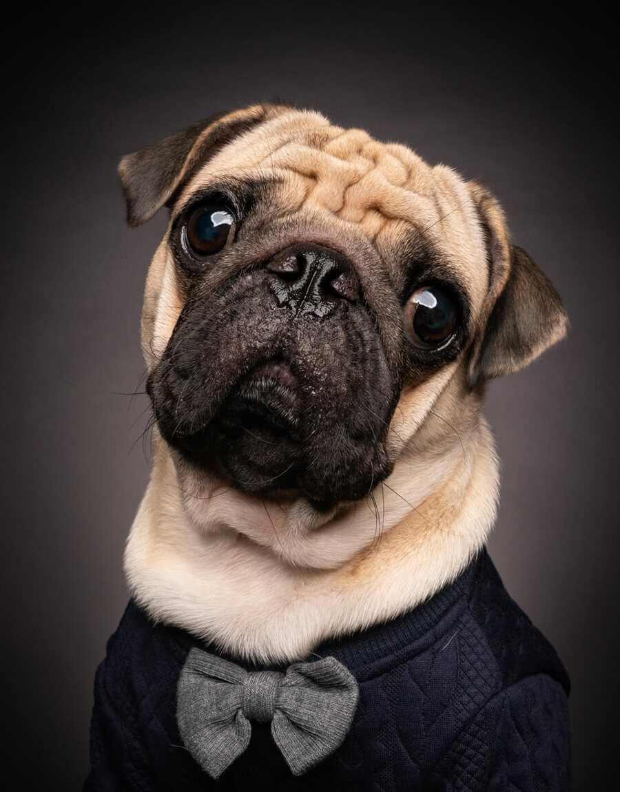 Pet and Dog Portraits by Magicdow Photography Singapore